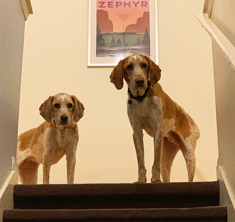 Savannah and Zephyr, looking for trouble.